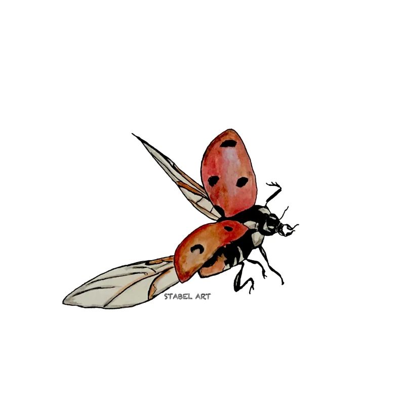 Coccinelle / coccinelle