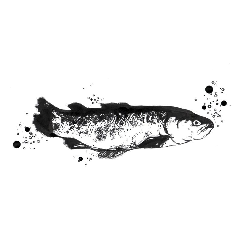 Fisch