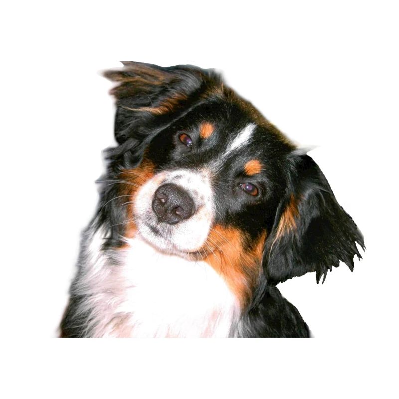 Aussie Nanouk, tête - photo