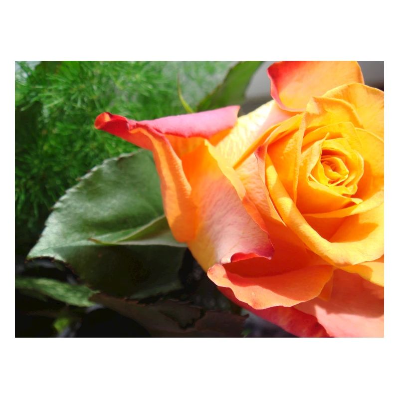Orange rose with green leaf