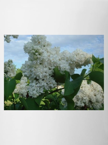 White stuffed lilac