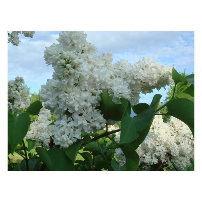 White stuffed lilac