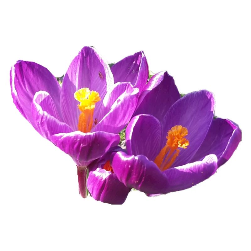 fleurs,fleur,printemps,fleurs,tulipes,crocus