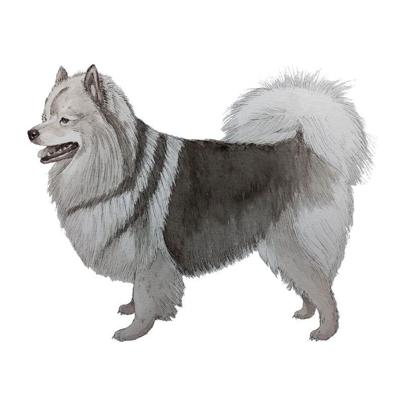 Mittelspitz