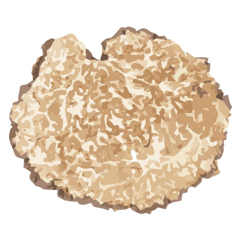 Truffle Slice Brown