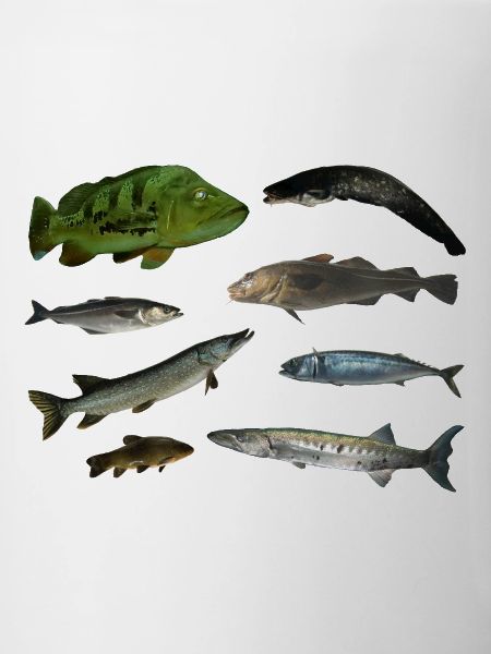 Poissons