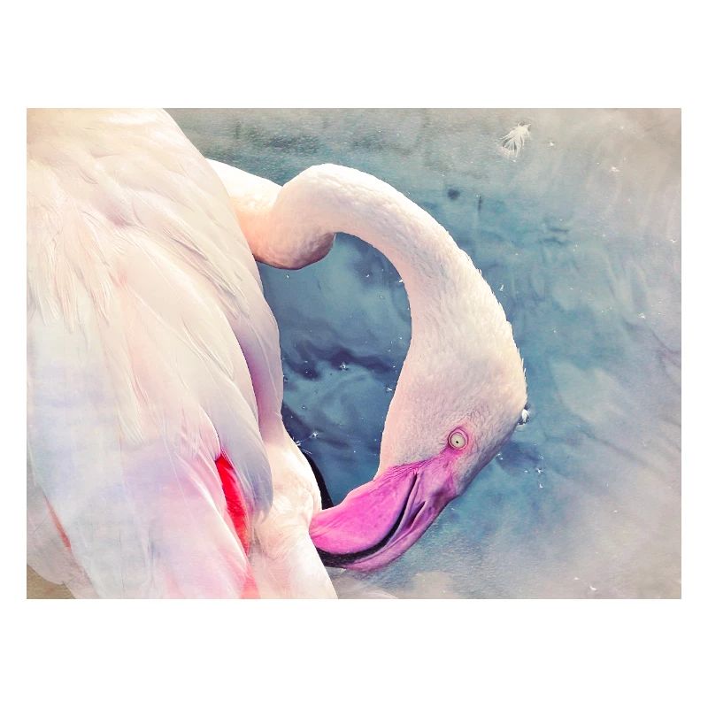 Flamant