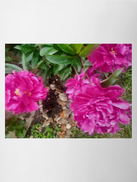 Peonies Fuchsia Garden