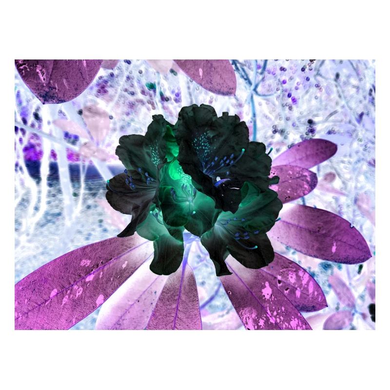 Disposition Hyperflora de Neonblumen