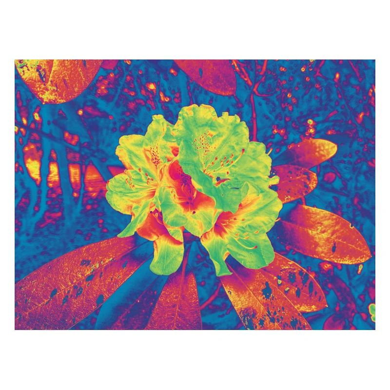 Fleur Néon Fleur Psychédélique