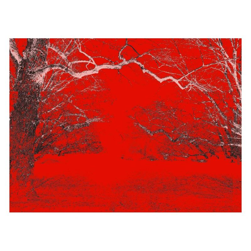 Red Forest Edge Contrast