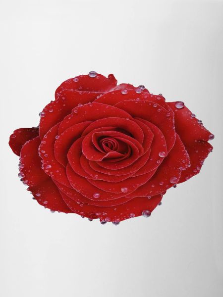 Crimson Dew Rose