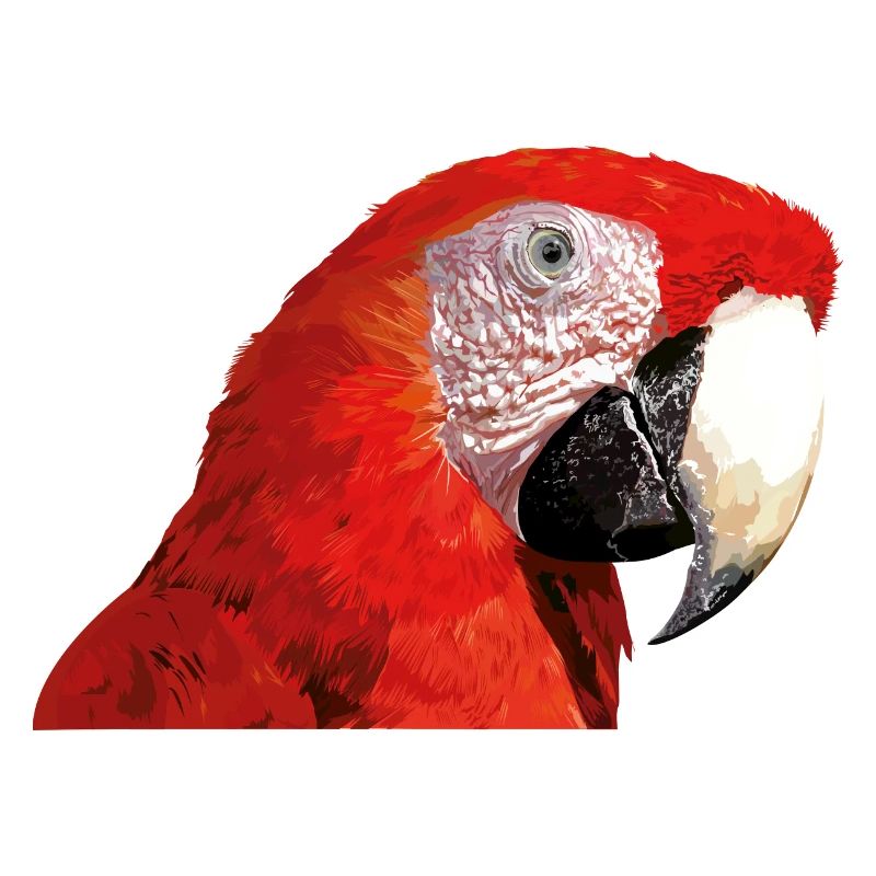 Ara rouge
