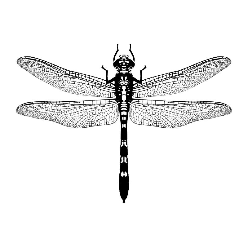 libelle / dragonfly / insekt