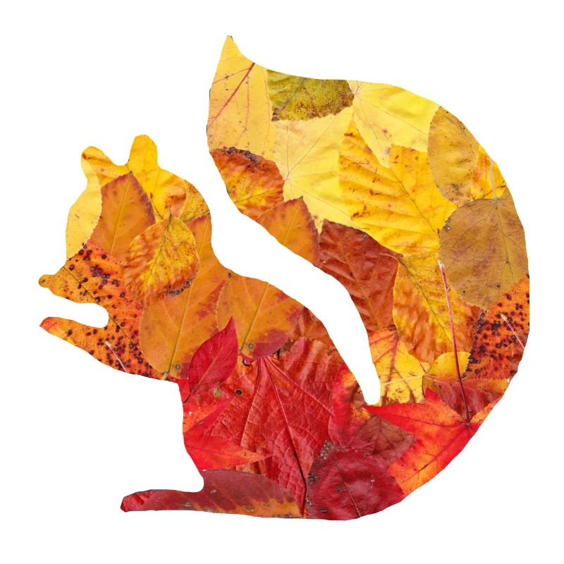 Écureuils de feuilles
