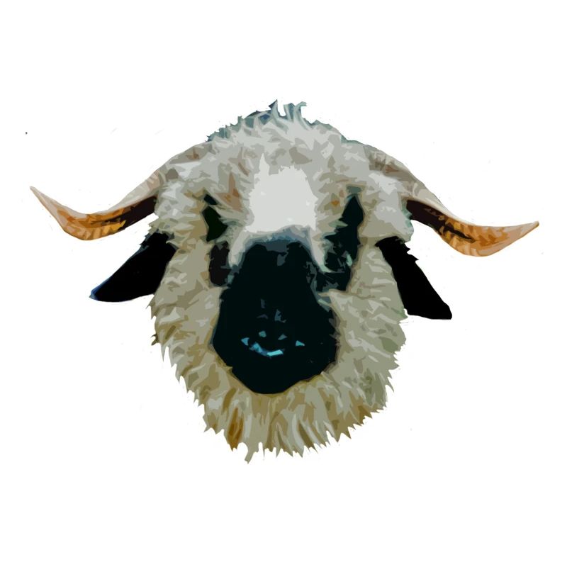 Waliser Schwarznasenschaf