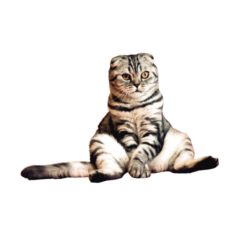 Scottish Fold chat StickerSüß