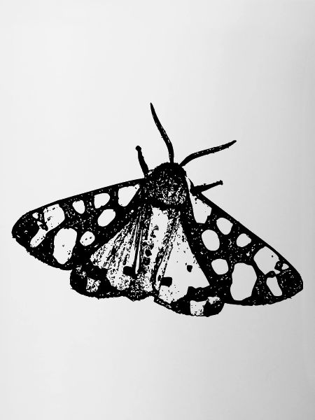 Papillon papillon Insecte