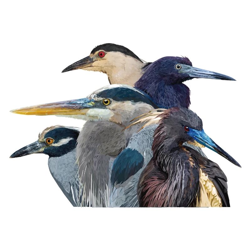 Reiher