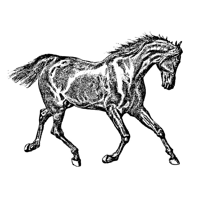 Pferd schwarz