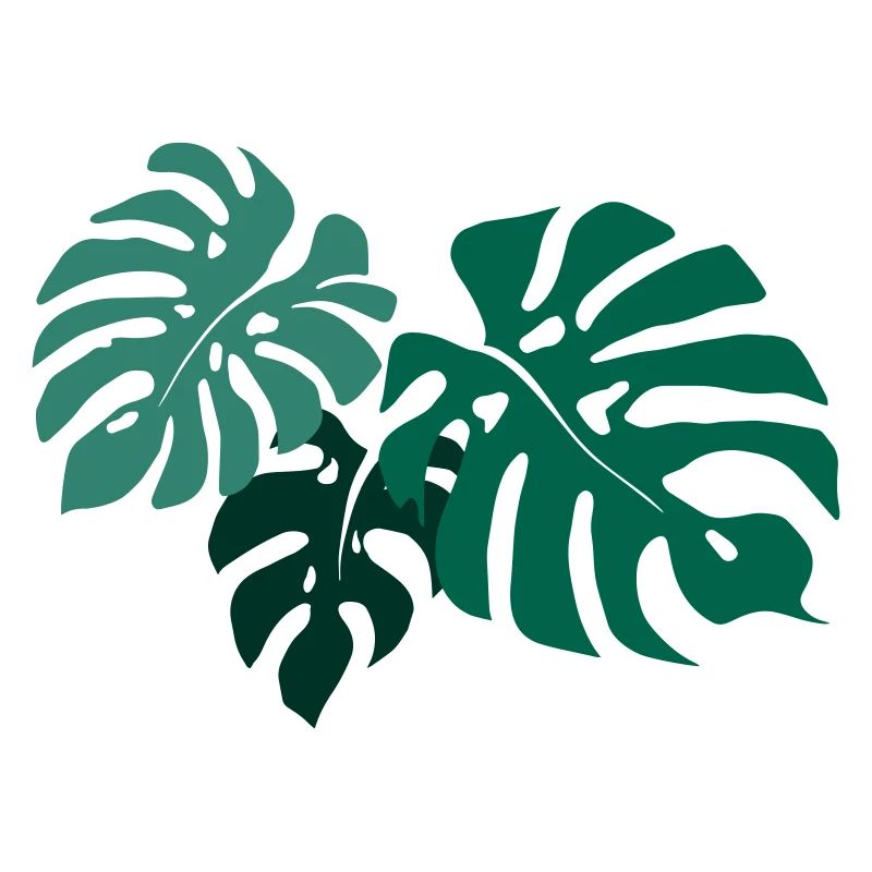 Monstera