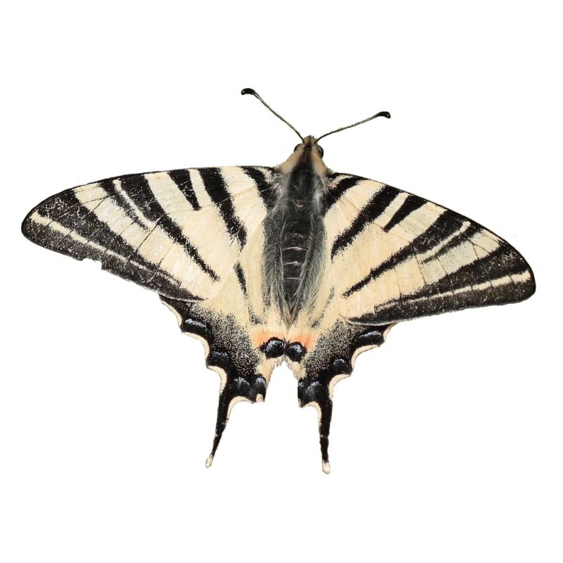 Papillon rare