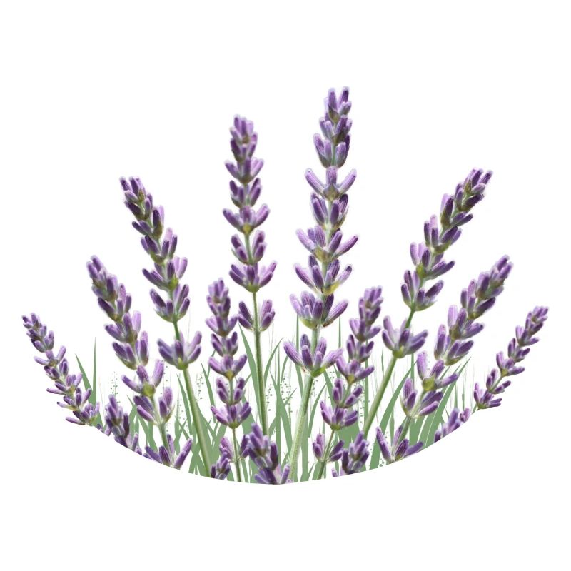 Lavender Straws Lavender
