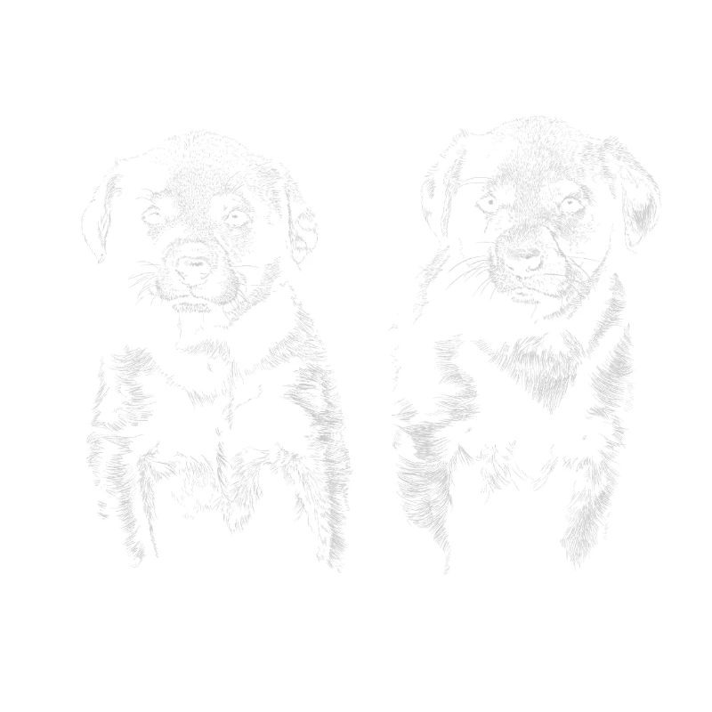 Chiots