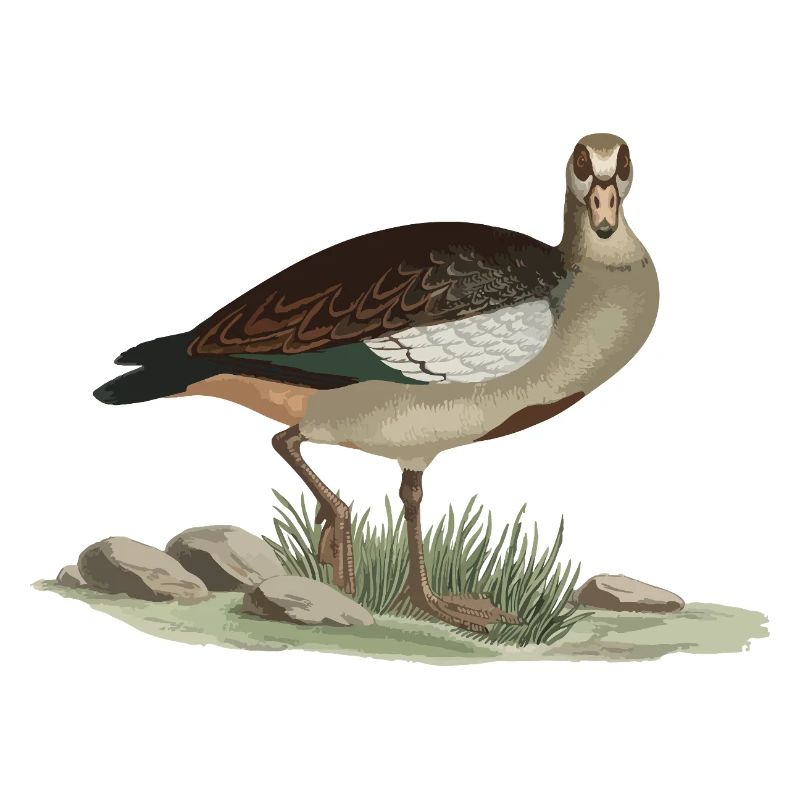 Style nature du canard terreux