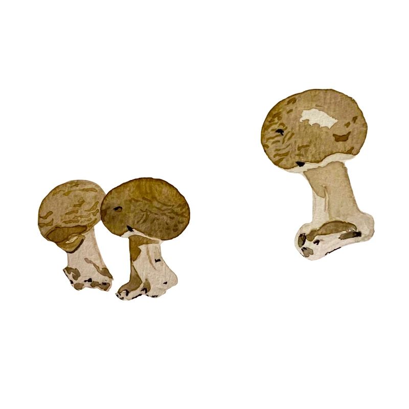 Duo champignons aquarelle