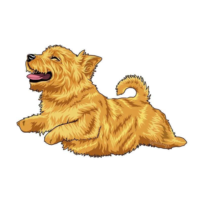 Norwich Terrier 2
