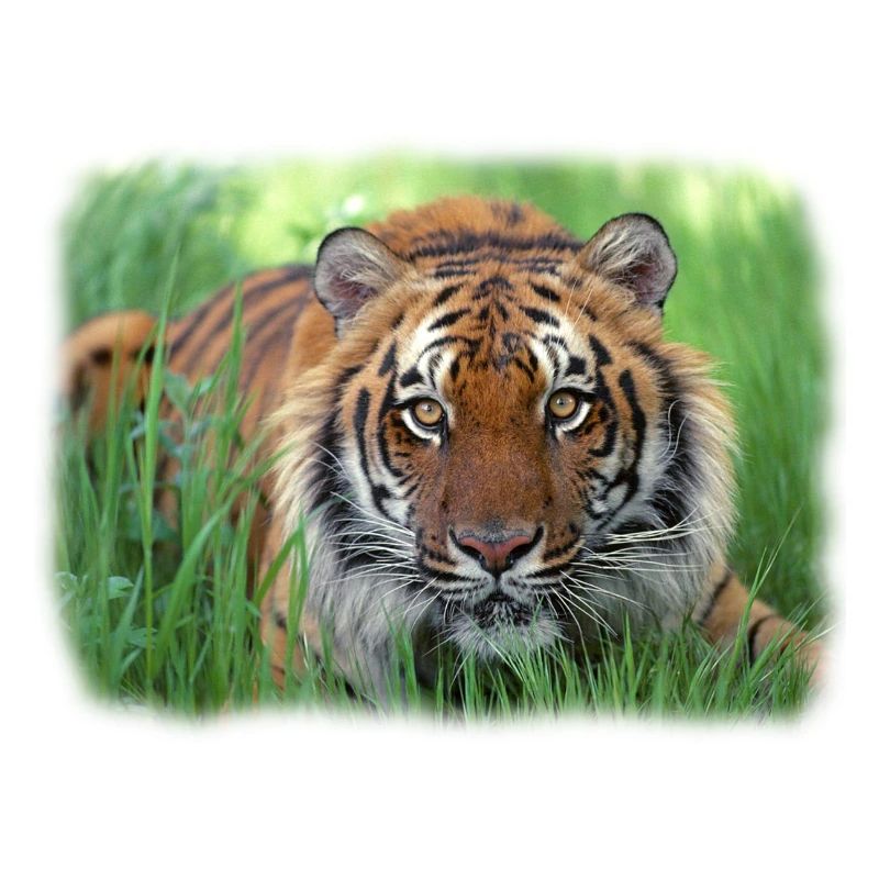 Tiger im Gras