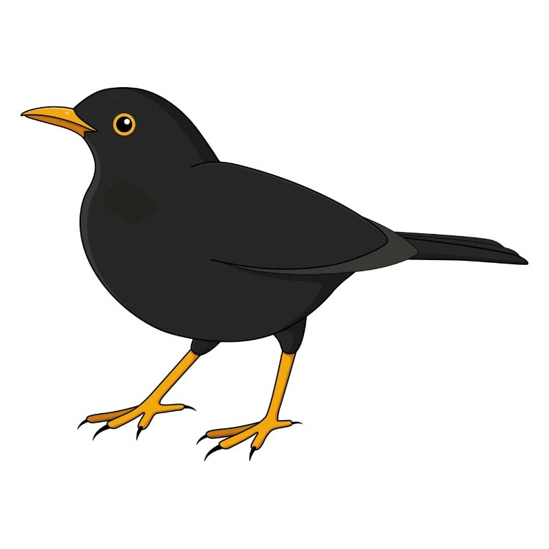 Amsel