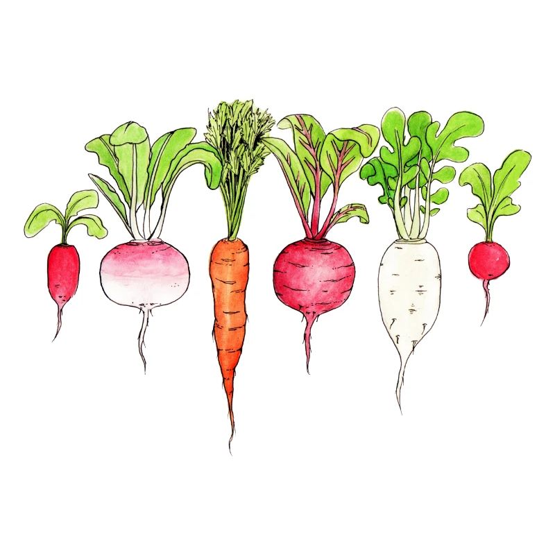 Root vegetables Radishes Carrot beetroot Radish