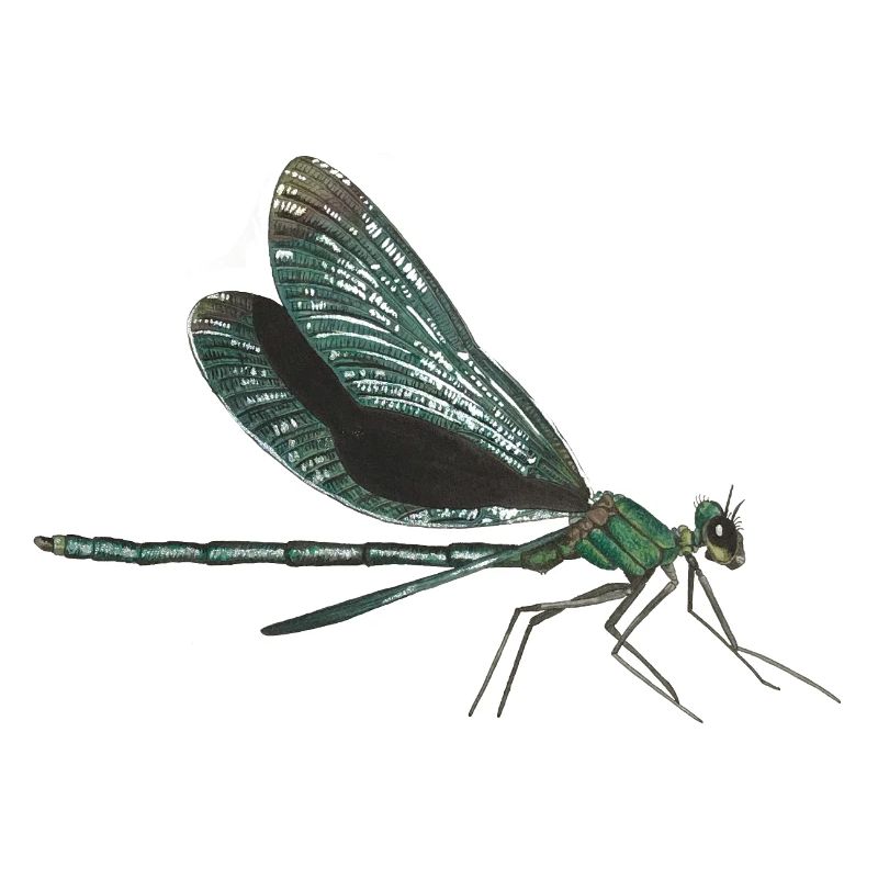 Libelle dragonfly