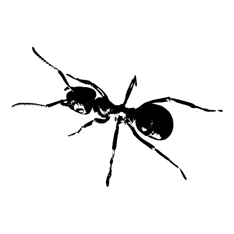 Ant black / white / graphic