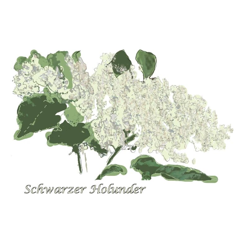 Schwarzer Holunder