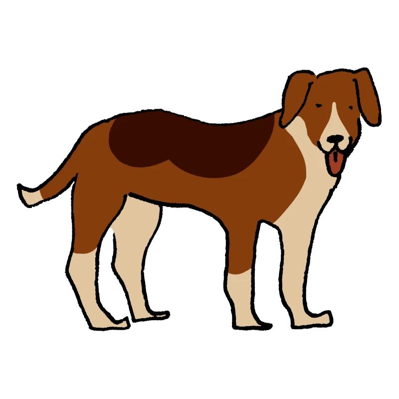 American Foxhound