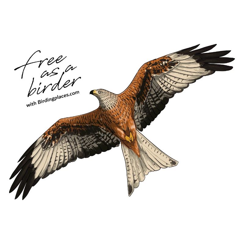 Red Kite in Flight