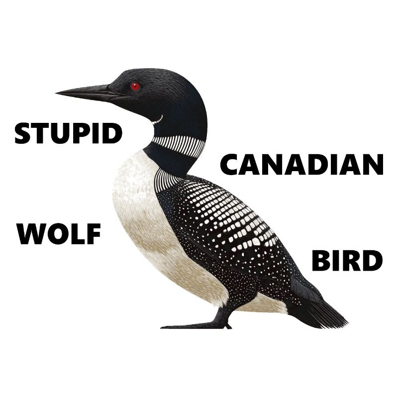 Plongeon - stupide oiseau loup canadien