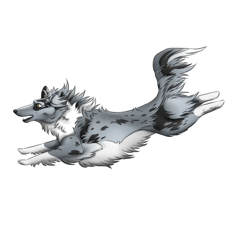 Berger Shetland Bleu Merle