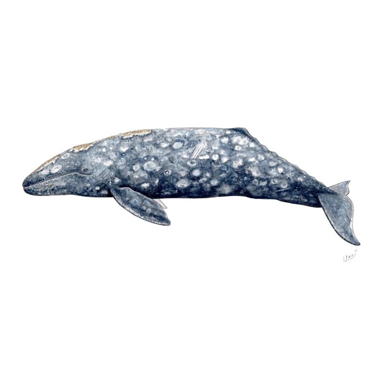 Grauwal - Baleine grise - Grauwal