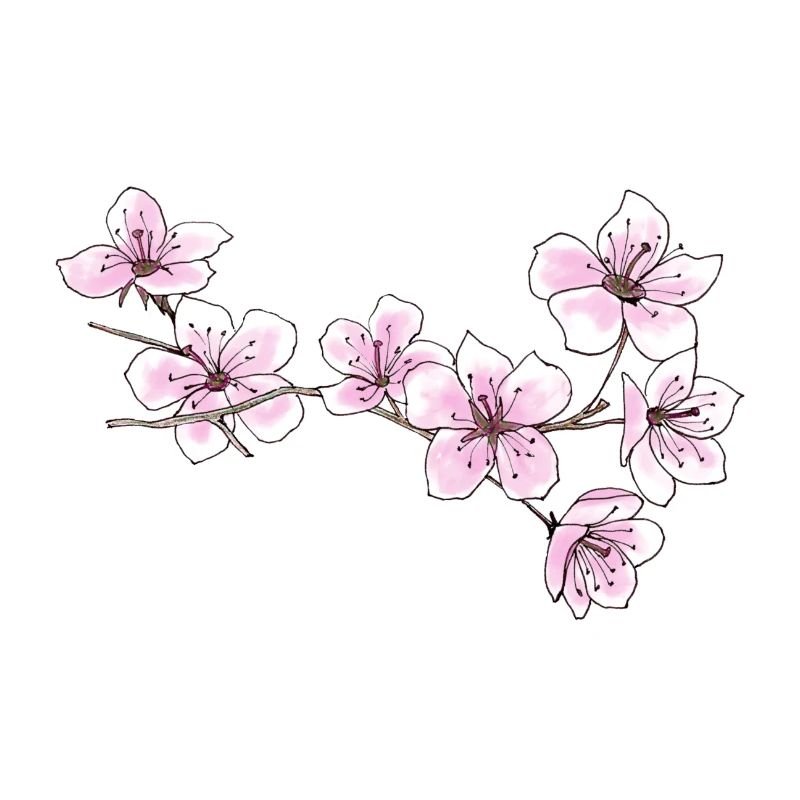 Cherry blossoms