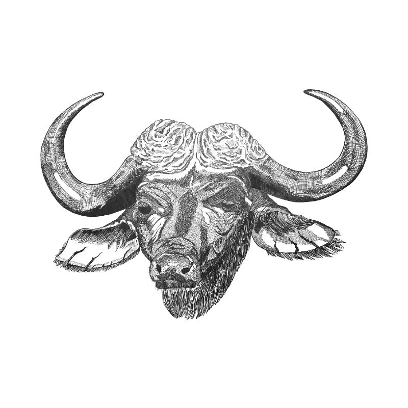 Buffle d’eau Boeuf