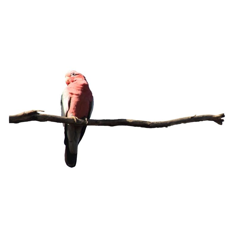 Rosakakadu
