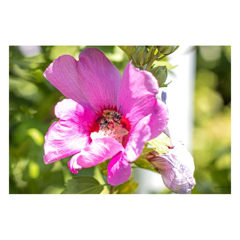 Fleur au bourdon