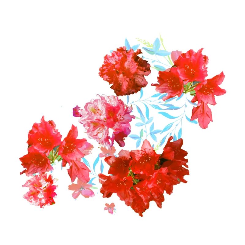laurier-rose,fleur,lotus,vigne,floral,fleurs