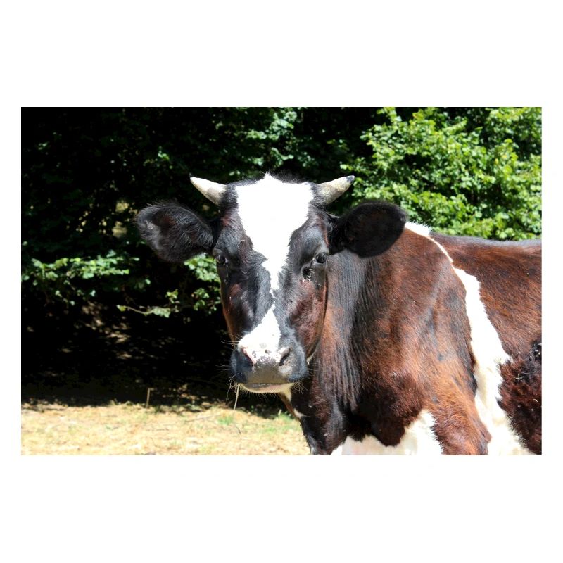 Affiche de vache