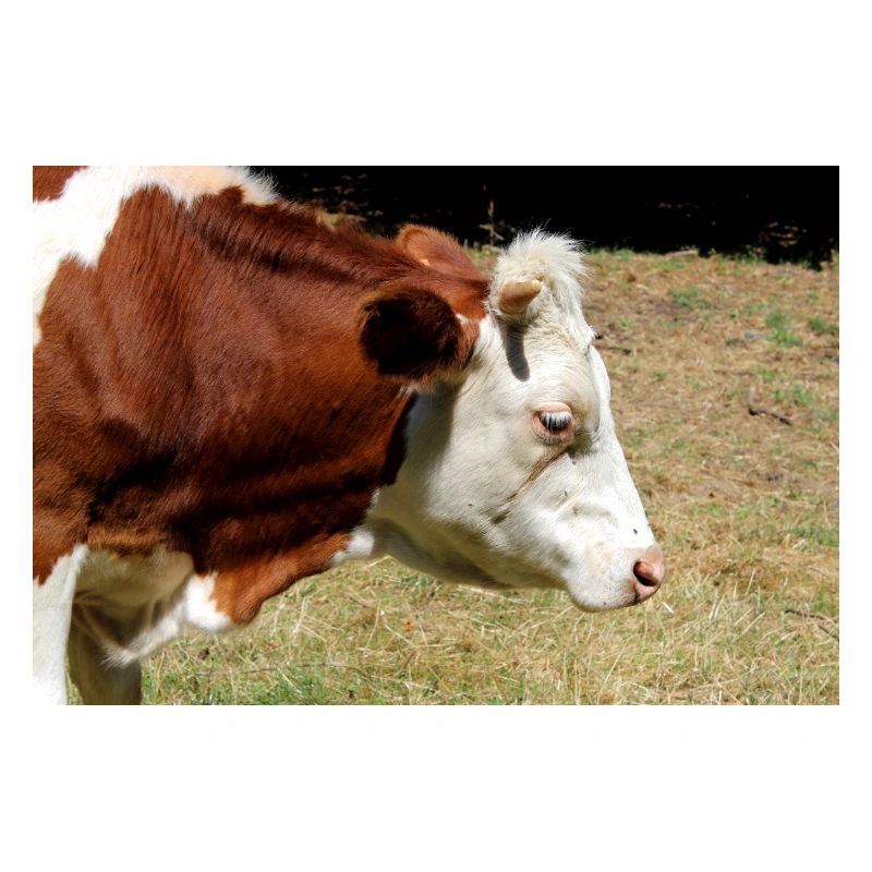 Affiche de vache