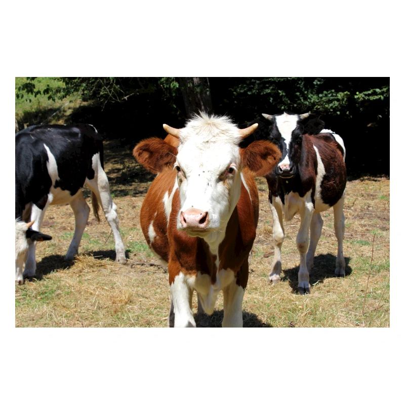 Affiche de vache